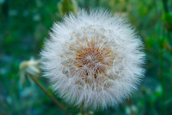 Flauschiger Löwenzahn als Flaum