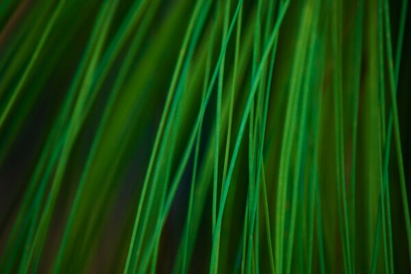 Green lines of the plant abstract