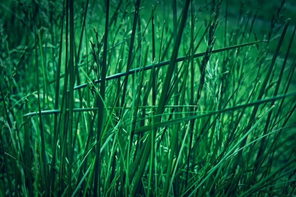 Grünes Gras bei blauem Licht