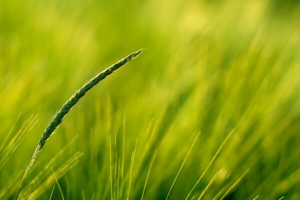 Plants in the field. Green grass