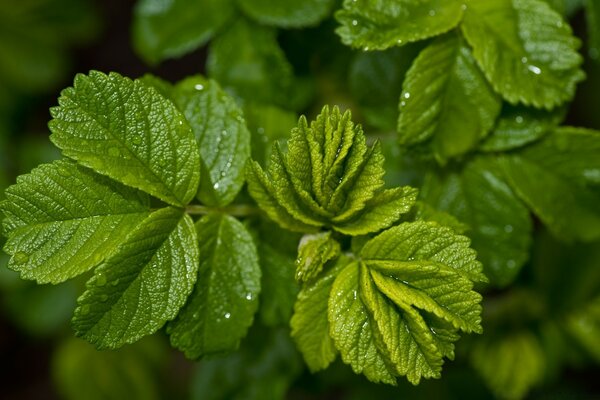 Water droplets on the leaves