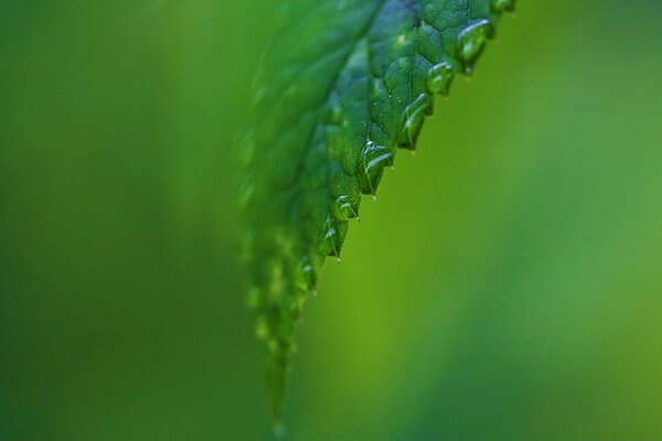 Raindrops on a green leaf