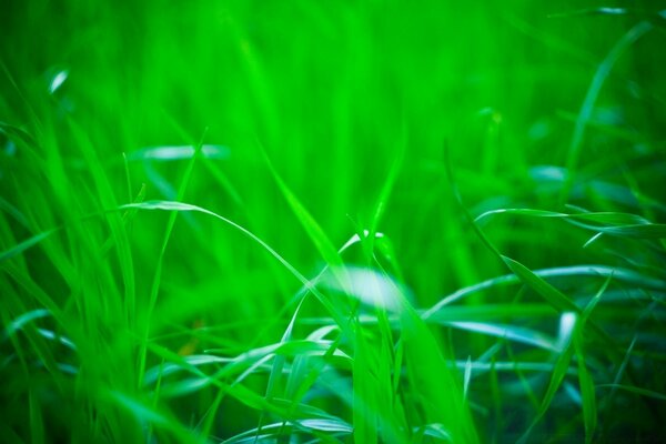 Solidão com a natureza трава grama verde