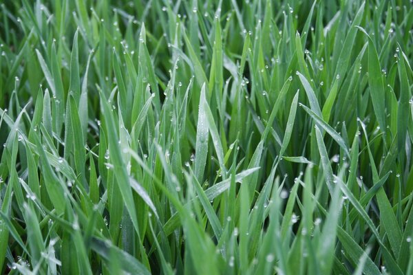 Hierba verde en gotas de rocío