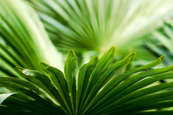 Green leaves. Nature and flora