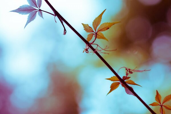 Herbstzweig im Wind