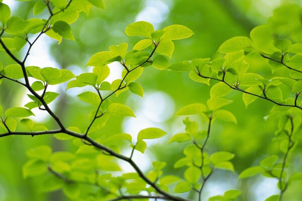 Green leaves in daylight