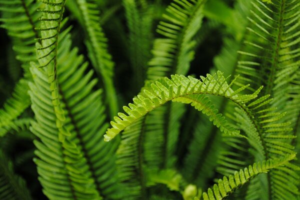 Planta verde en condiciones naturales