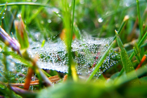 Cobwebs in dewdrops in green grass