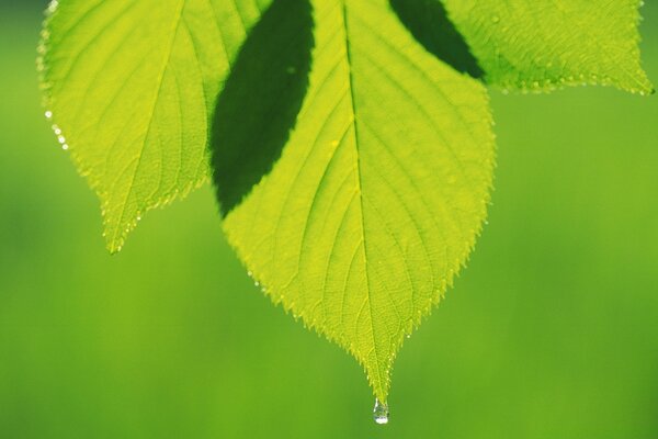 Grünes Blatt mit einem Tropfen Wasser