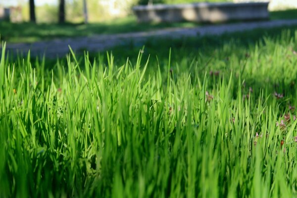 Green grass on the lawn with flowers