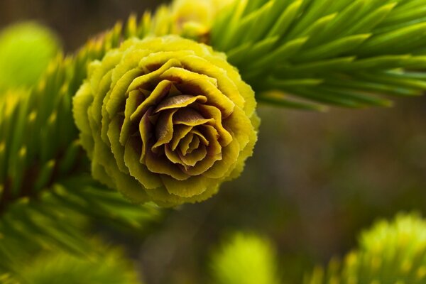 A cone on a green fir tree nature