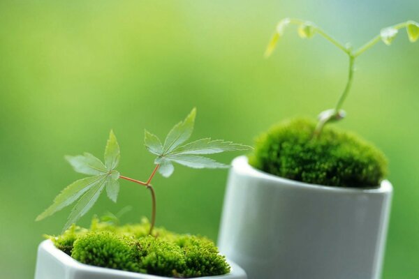 Mini plantas en macetas de cerámica blanca