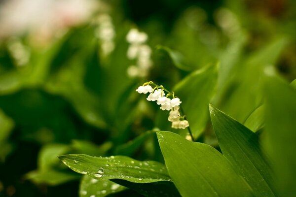 Branche blanche solitaire sur fond d herbe