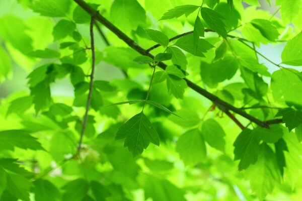 Plants, nature and flora