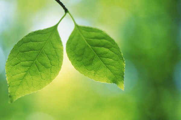 Duas folhas verdes em um galho em um fundo verde desfocado