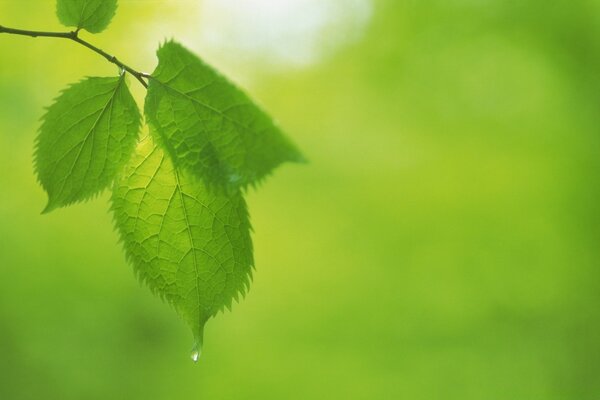 Photographie macro de plantes pour l inspiration