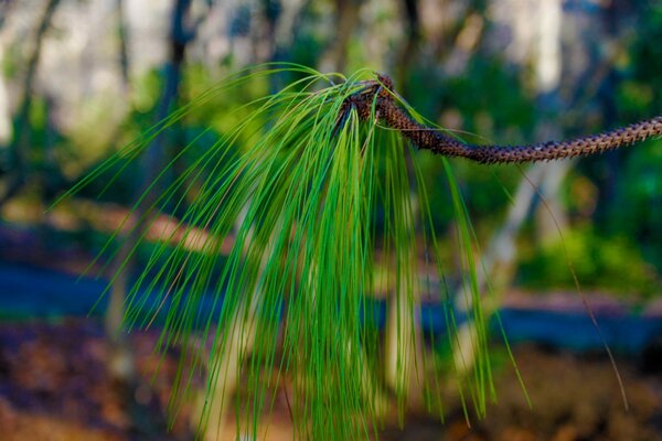 Novità natura deverya piante