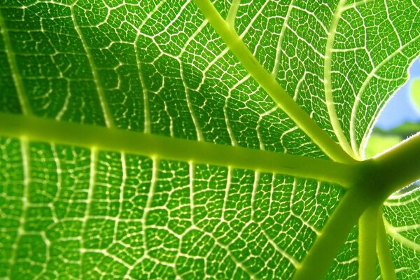 Fotografía macro de una hermosa hoja verde