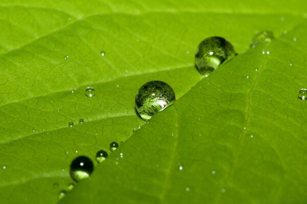 Gocce di rugiada su una foglia verde