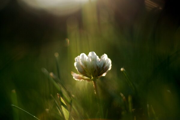 Einsame weiße Blume auf Gras Hintergrund