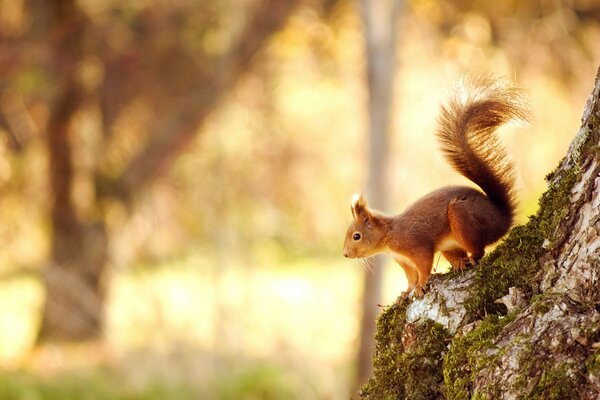 Nature squirrel forest summer