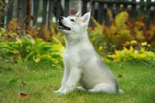 Çimlerdeki sevimli safkan köpek