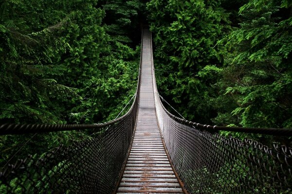 There is an old suspension bridge around the forest