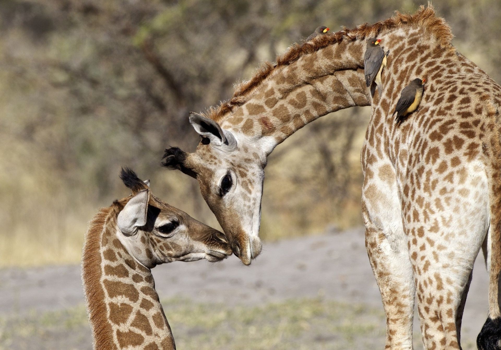 giraffes wildlife nature mammal giraffe wild animal safari park grass neck portrait outdoors savanna