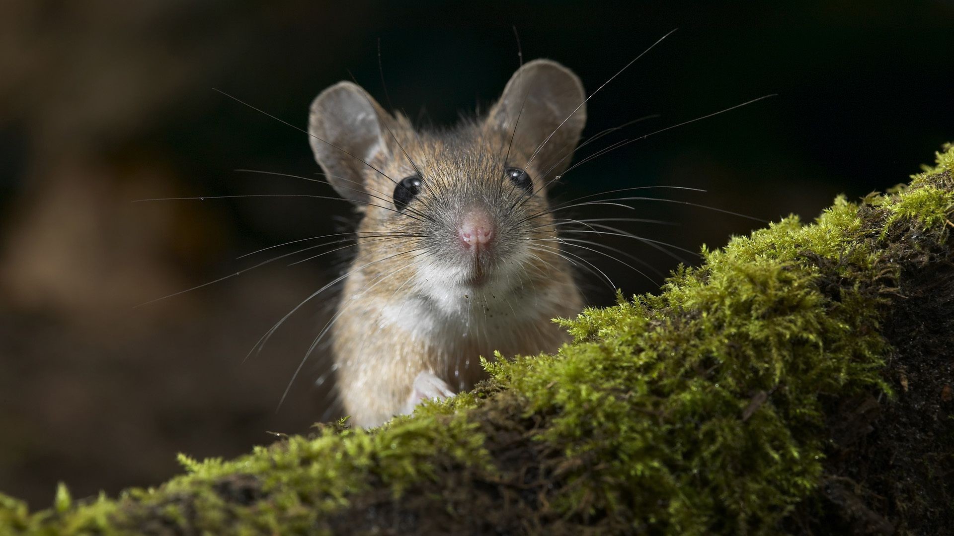 animals rodent mammal little cute animal nature fur shy mouse pest rat wood wildlife nose