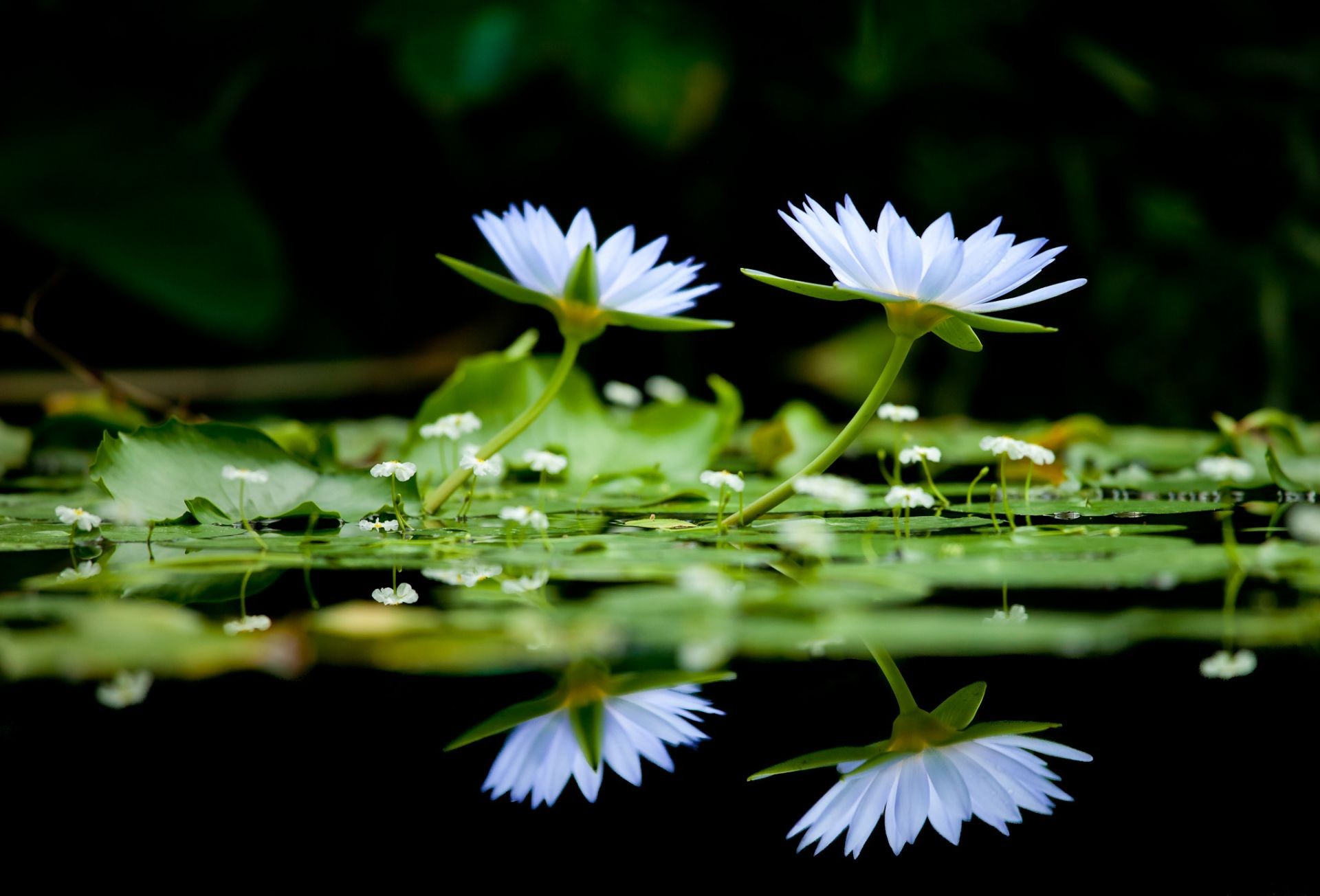 kwiaty w wodzie kwiat liść ogród flora lotos natura basen bluming lato lily park środowisko płatek kwiatowy zbliżenie woda piękny dziki