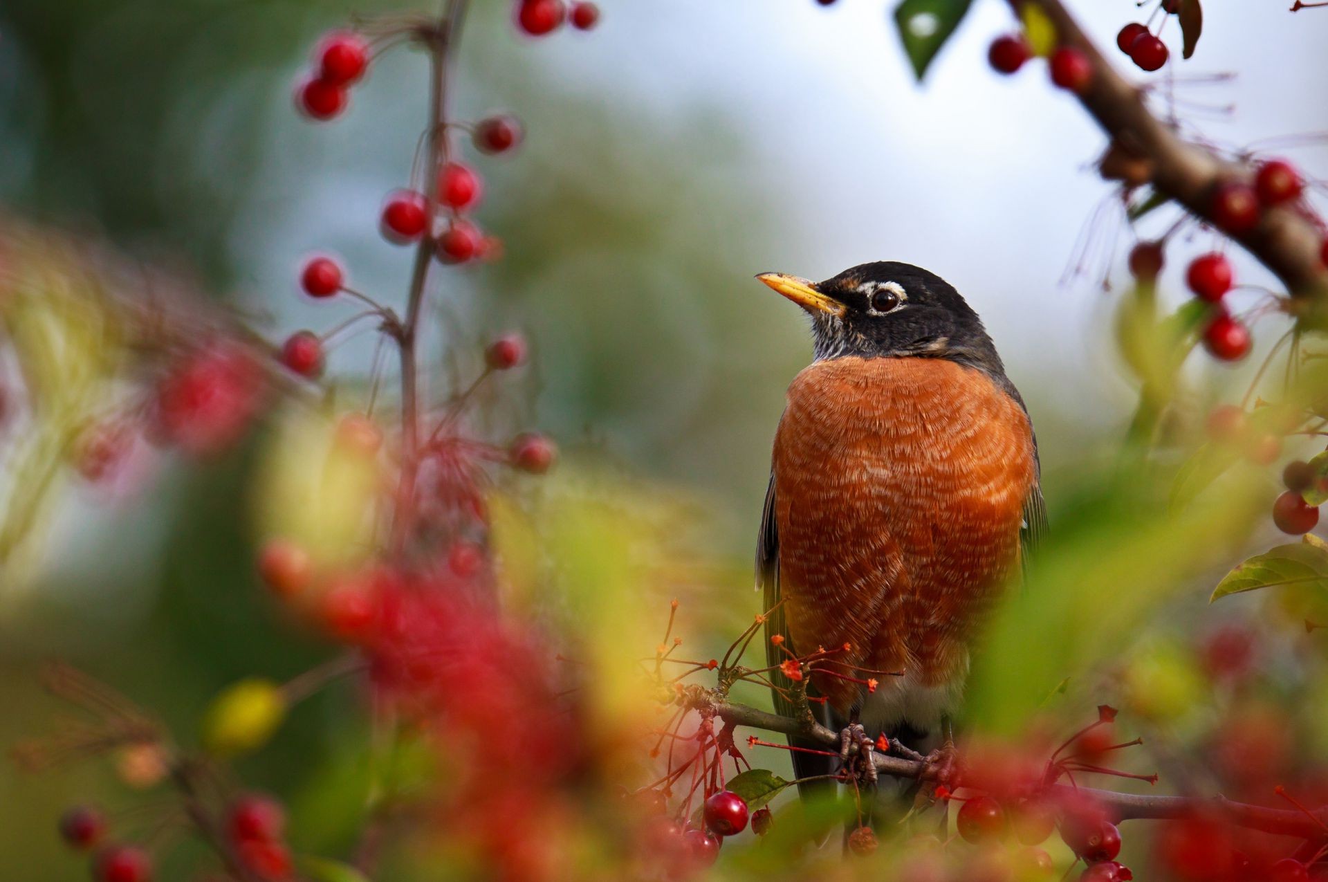 animaux nature oiseau la faune arbre à l extérieur sauvage couleur feuille jardin fleur