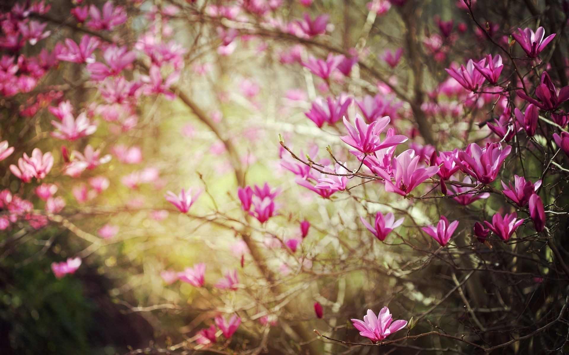 fiori sugli alberi fiore natura flora giardino colore fioritura foglia petalo luminoso bello estate floreale albero stagione parco ramo crescita primo piano