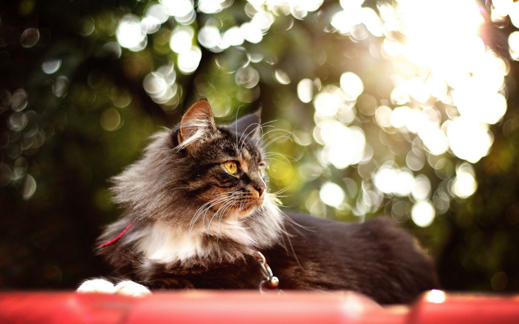 katze katze porträt niedlich haustier tier kätzchen säugetier weihnachten fell auge unschärfe