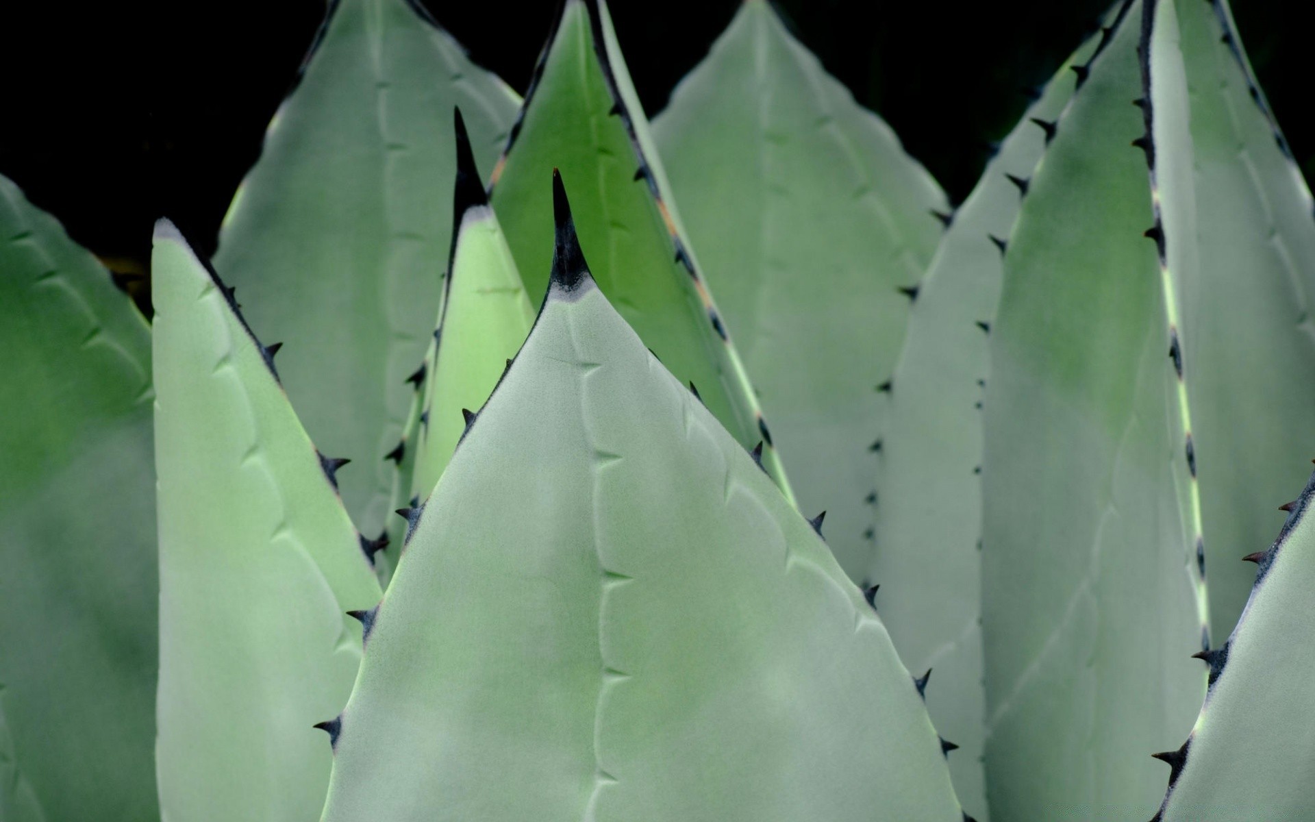 plantas cactus columna vertebral suculenta hoja flora aguda naturaleza agave desierto aloe espinoso espalda al aire libre crecimiento pico medio ambiente jardín medicina plantilla