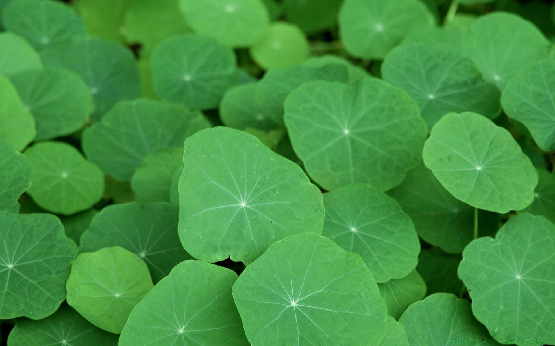 plants leaf desktop nature flora