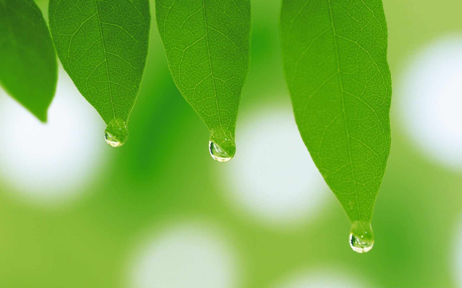 tröpfchen und wasser blatt flora natur regen tau wachstum sauberkeit üppig tropfen ökologie hell umwelt frische tropfen garten sommer tropfen baum