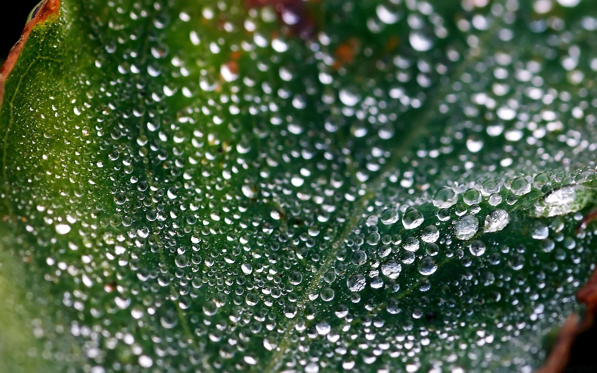 kropelki i woda rosa spadek deszcz mokry woda krople krople waterdrop ciecz zroszony czystość bańka czysty świeci świeżość flora liść natura