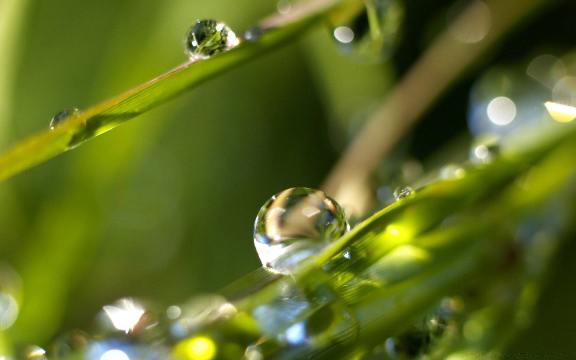 gotas y agua lluvia rocío gota gotas hoja agua naturaleza mojado flora medio ambiente gotas limpieza hierba jardín gota de agua color verano primer plano hoja