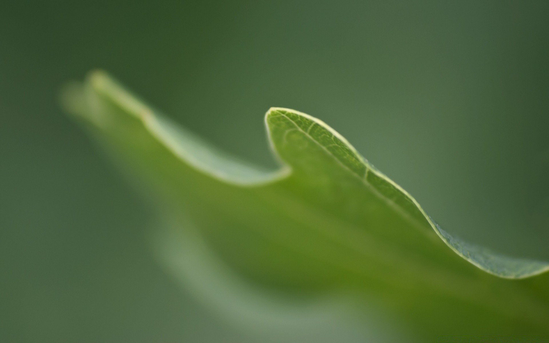 pflanzen blatt tau regen flora natur steigen fallen sauberkeit tropfen garten wasser nass