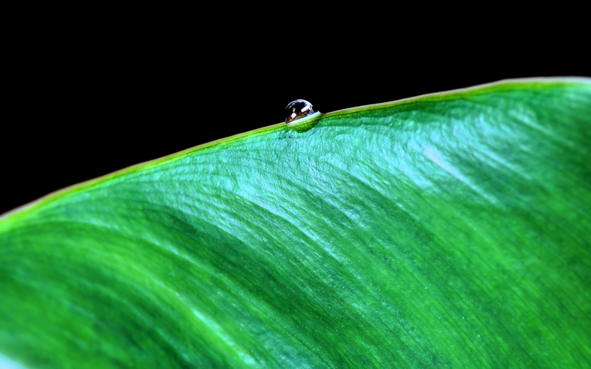 植物 叶 雨 秋 露 植物 自然 环境 生态 滴 生长 湿 花园 昆虫 生物 水 清洁 夏天 叶片