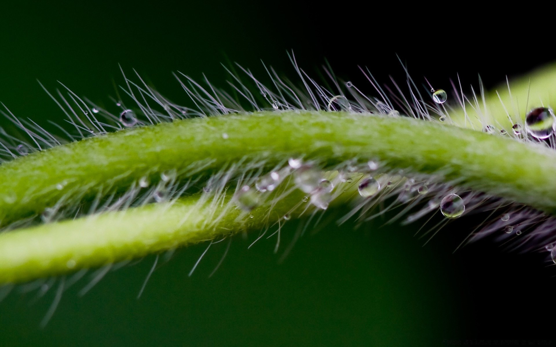 piante natura flora spike crescita foglia bruco estate cactus giardino primo piano vicino buccia indietro all aperto rugiada insetto alba