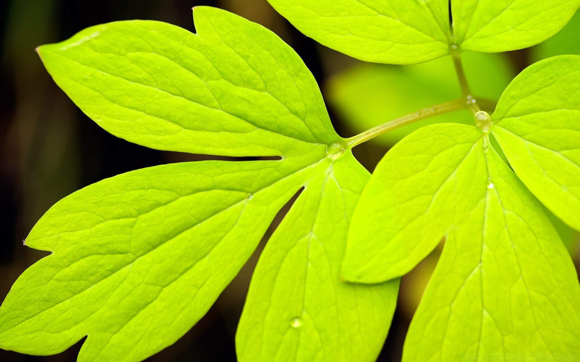 plantes feuille nature croissance été flore fraîcheur lumineux écologie gros plan