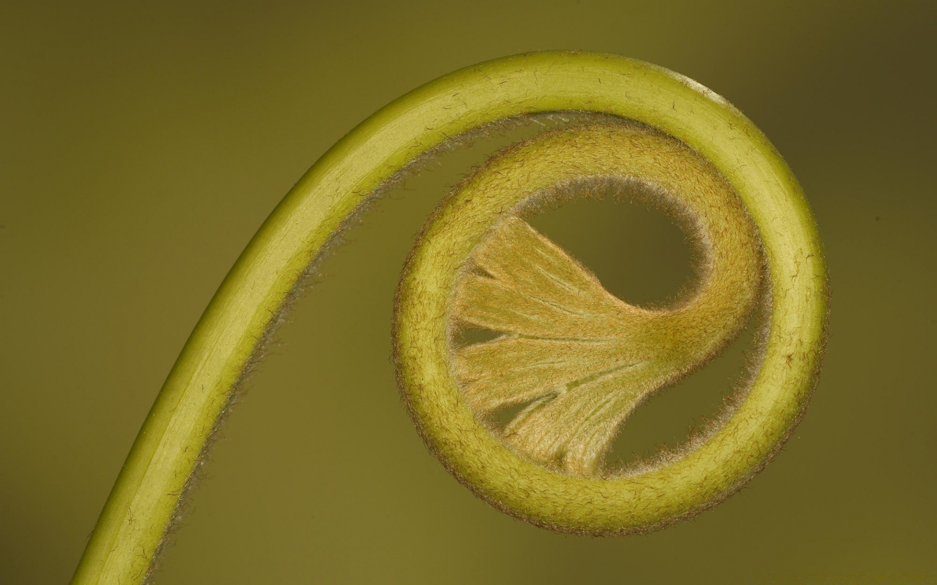 plantas crecer escritorio color naturaleza muerta comida fruta naturaleza hoja flora gota resumen primer plano