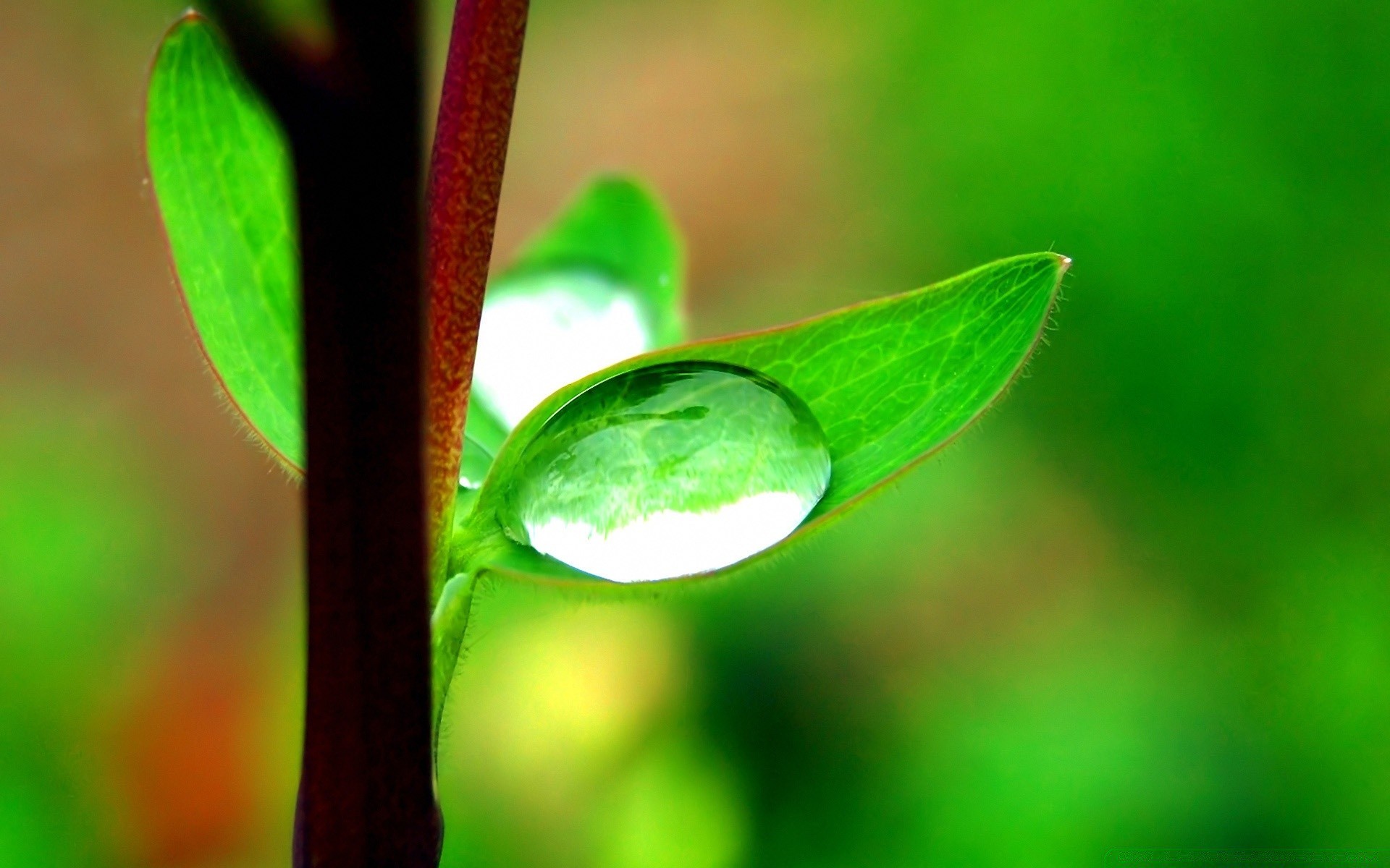 plantes feuille rosée pluie flore nature chute ecologie environnement croissance gouttes flou lumière jardin eau lumineux environnement gouttes propreté luxuriante