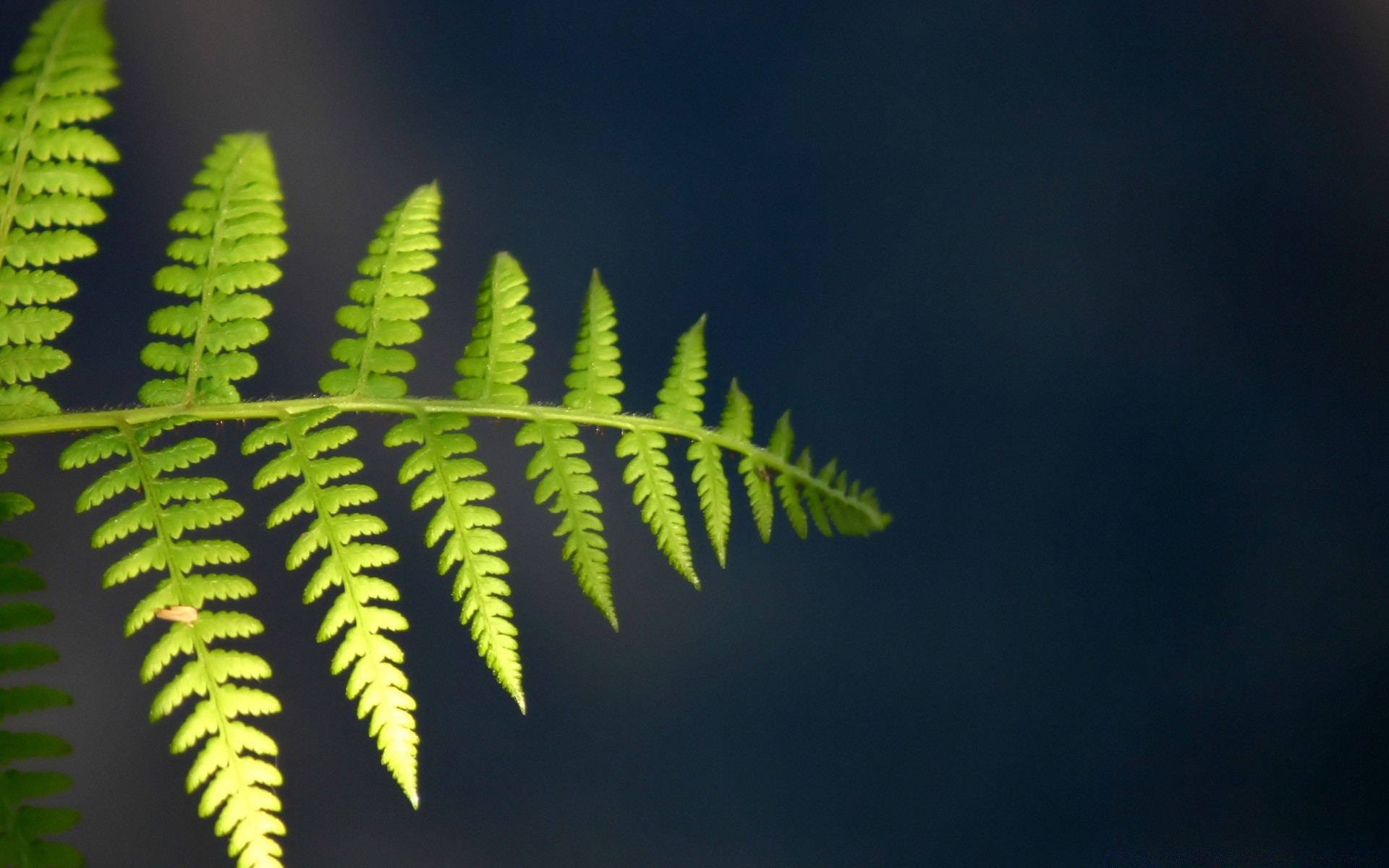 piante foglia fern natura flora all aperto albero crescita desktop legno luce