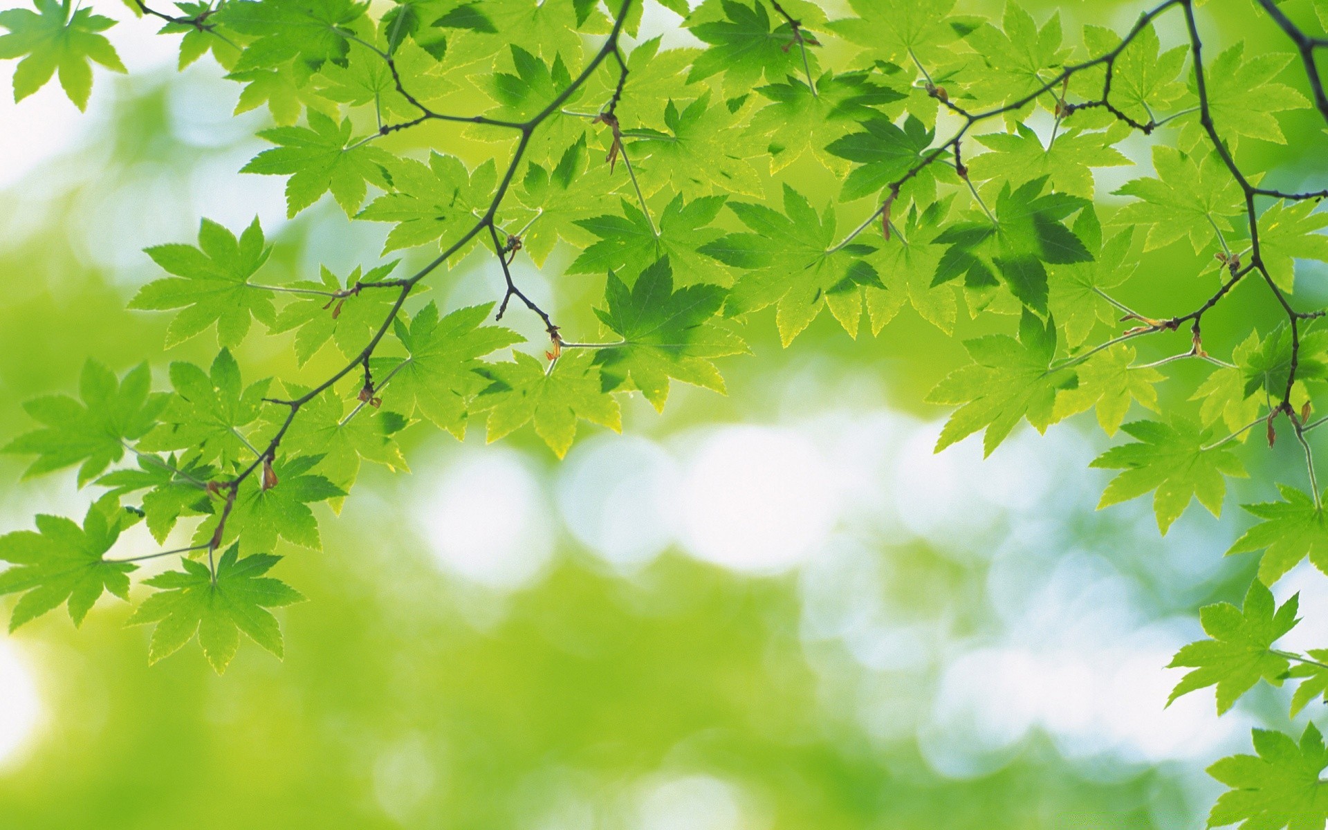 plantas hoja exuberante brillante crecimiento naturaleza flora buen tiempo verano árbol sol medio ambiente ecología temporada jardín rama madera escritorio arce brillante