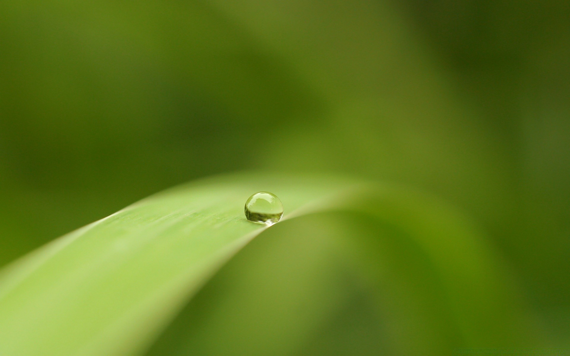 droplets and water rain dew leaf drop droplet raindrop dof nature flora growth garden blur wet purity ecology waterdrop environment grass