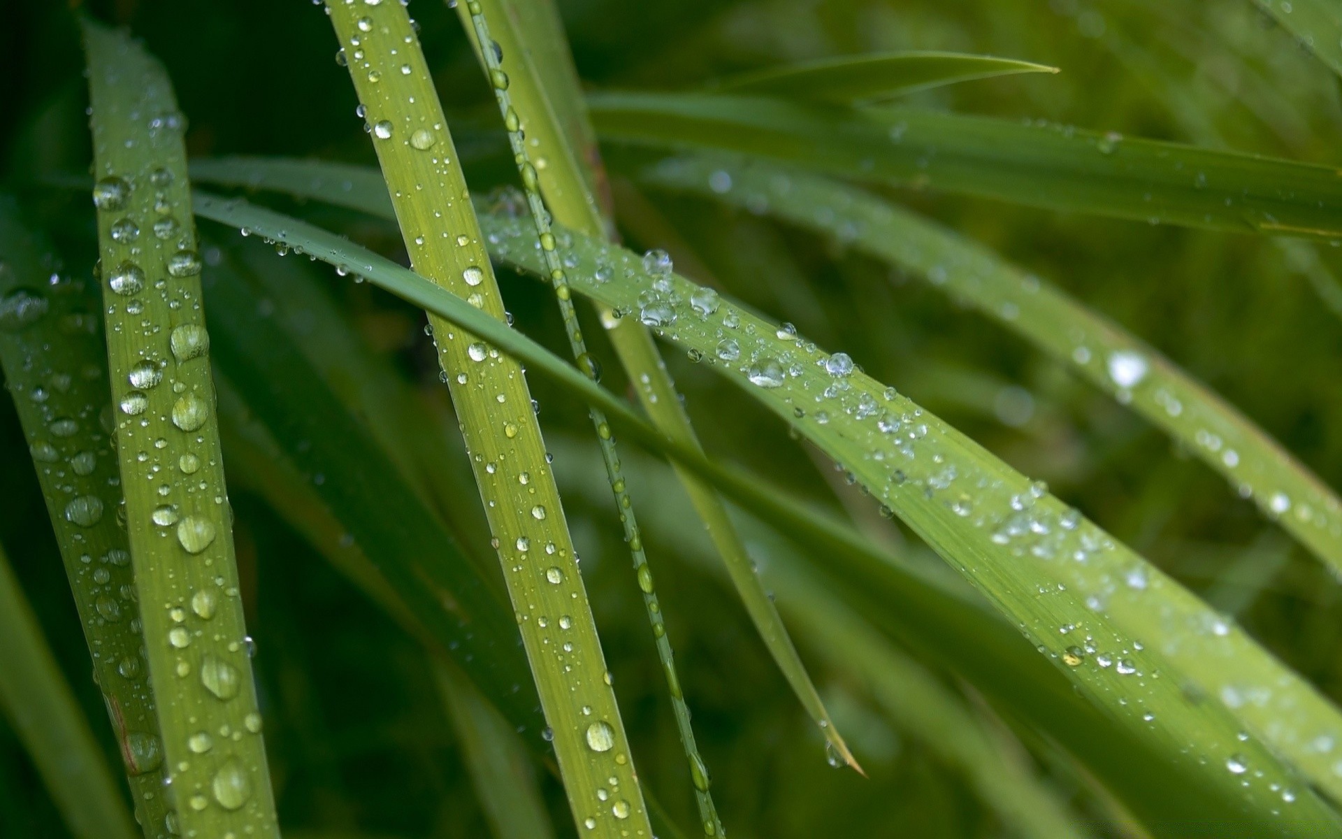 goccioline e acqua rugiada pioggia caduta foglia flora crescita bagnato purezza natura gocce gocce giardino freschezza ambiente lussureggiante acqua ecologia alba estate