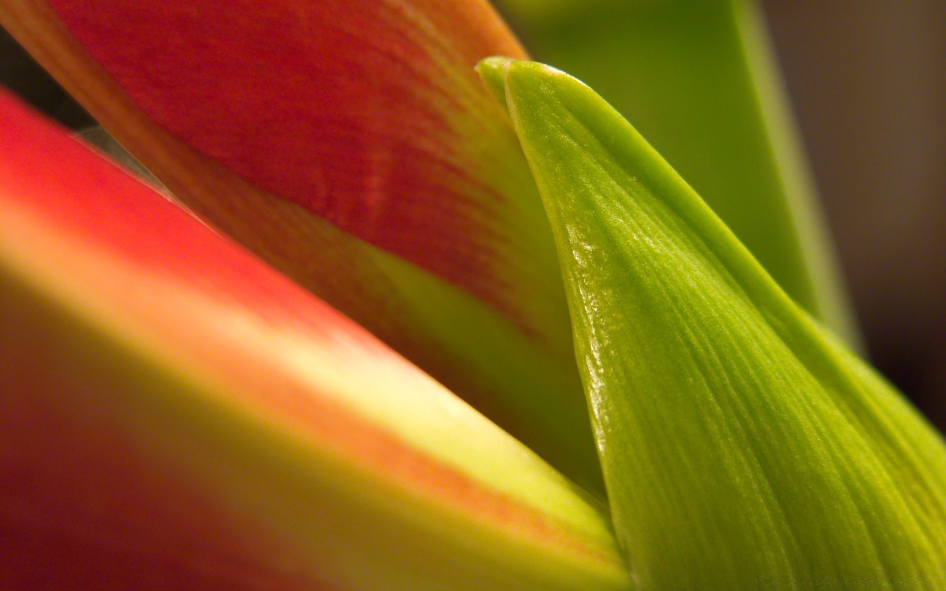 plantas hoja naturaleza flora verano jardín flor lluvia rocío brillante color tulipán crecimiento mojado